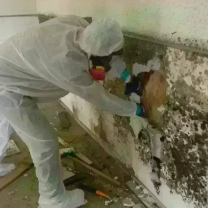 Mold Remediation and Removal in Owosso, MI